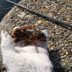 ロックフィッシュ！