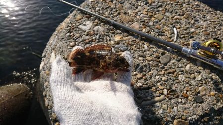 ロックフィッシュ！