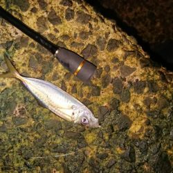 激シブの中、４目