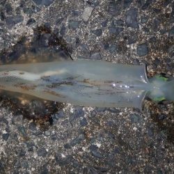 終了をかけたヤリイカ釣行