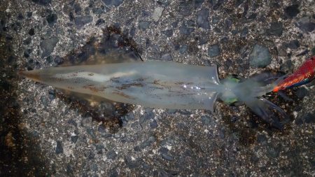 終了をかけたヤリイカ釣行