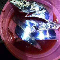 父とタチウオ釣行。