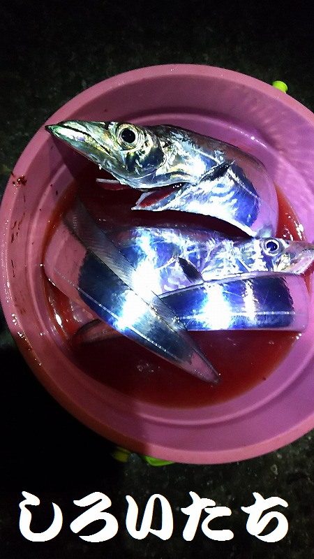 父とタチウオ釣行。