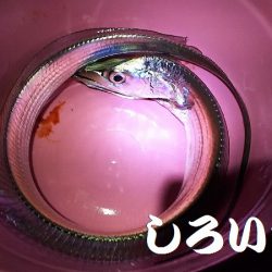 和歌山北部を３か所回って、タチウオゲット！