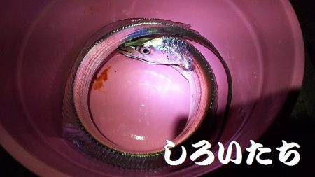 和歌山北部を３か所回って、タチウオゲット！