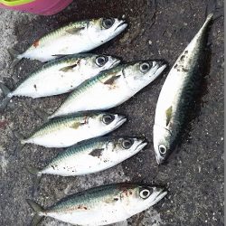 サババババババ、アジ。