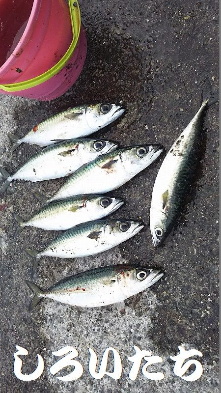 サババババババ、アジ。