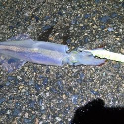 初ポイントにてテーラー好調