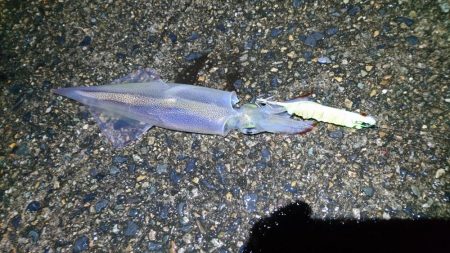 初ポイントにてテーラー好調