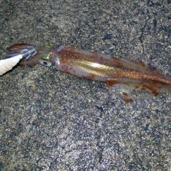 ヤリイカリベンジ