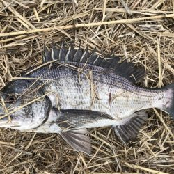 イチノ兄弟、釣果！