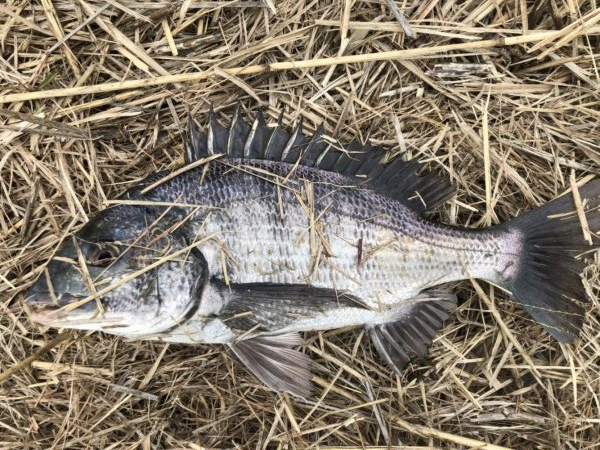 イチノ兄弟、釣果！