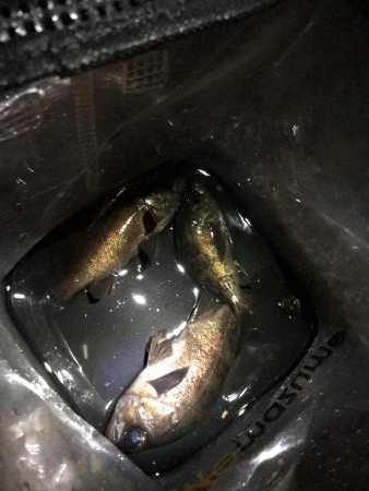 仕事帰り短時間釣行