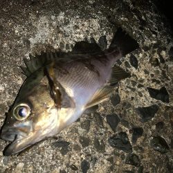 ひたすら寒いが魚は居た!