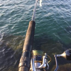 安定のコチさん