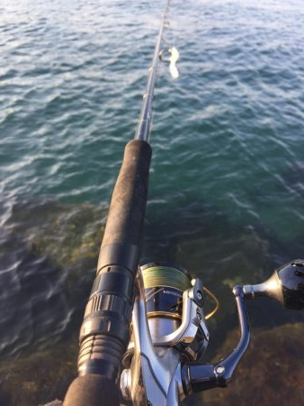 安定のコチさん