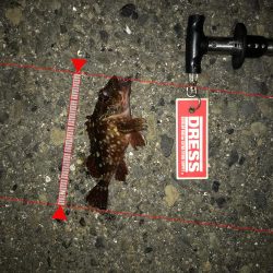 神戸ランガンライトゲーム2月3日リールもまく