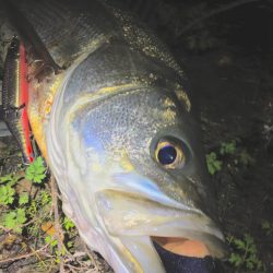 シードライブがハマる明暗シャロー