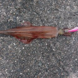 エギングでヤリイカ