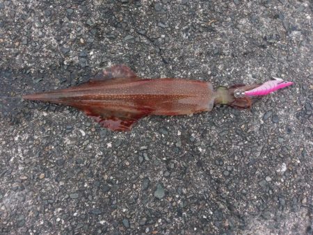 エギングでヤリイカ