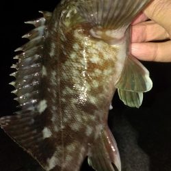 安定のガシラ釣り