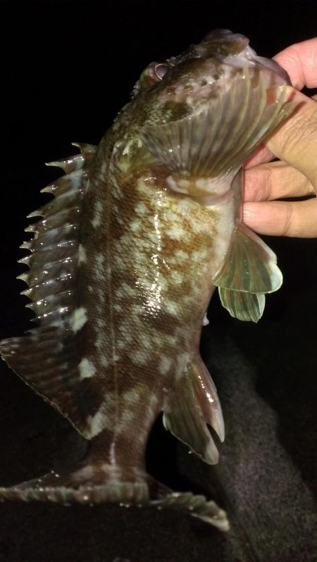 安定のガシラ釣り