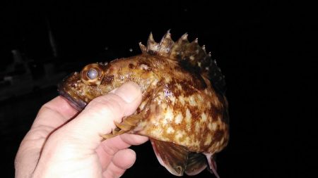 風が止んだら海洋調査