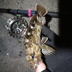 南港へち釣行 （2020/02/01 南港ヘチ釣り　ガシラ 釣果有り）