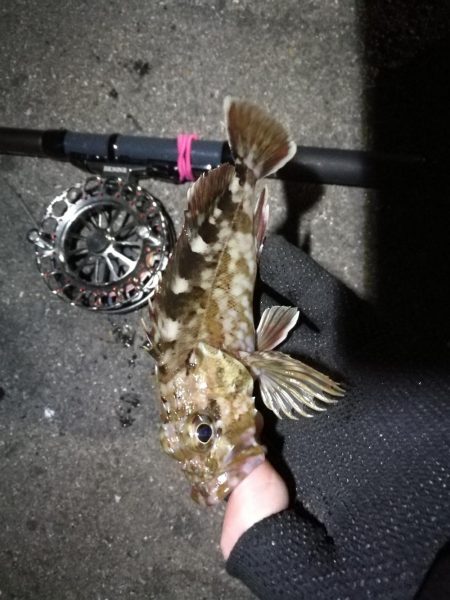 南港へち釣行 （2020/02/01 南港ヘチ釣り　ガシラ 釣果有り）