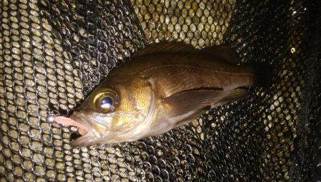 激シブアジング