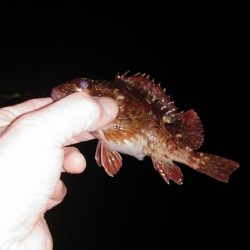 アジのリクエスト