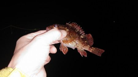 アジのリクエスト