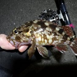 南港へち釣行 (2020/02/02 南港ヘチ釣り キビレチヌ(44cm)ガシラ 釣果有り)