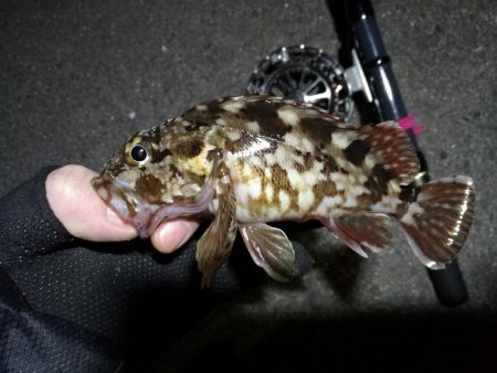 南港へち釣行 (2020/02/02 南港ヘチ釣り キビレチヌ(44cm)ガシラ 釣果有り)