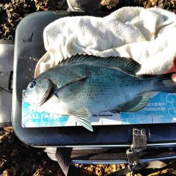 フカセが一番・・面白いです・・