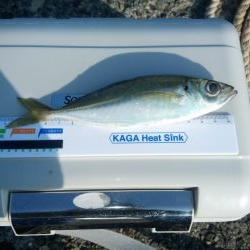 昼間は暖かい予報なので