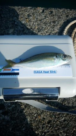 昼間は暖かい予報なので