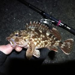 南港へち釣行 (2020/02/06 激サム~南港ヘチ釣り キビレチヌ(41cm)ガシラ 釣果有り)