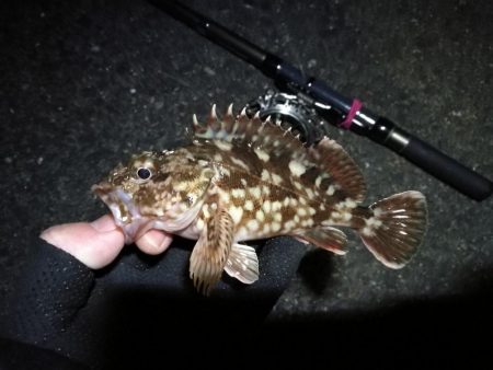 南港へち釣行 (2020/02/06 激サム~南港ヘチ釣り キビレチヌ(41cm)ガシラ 釣果有り)