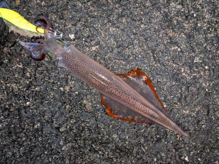 強風の中、なんとかツ抜け