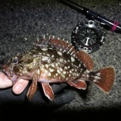 南港へち釣行 （2020/02/06 やっぱり寒い～南港ヘチ釣り　キビレチヌ（43.5cm）ガシラ 釣果有り）