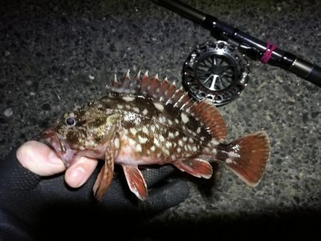 南港へち釣行 （2020/02/06 やっぱり寒い～南港ヘチ釣り　キビレチヌ（43.5cm）ガシラ 釣果有り）