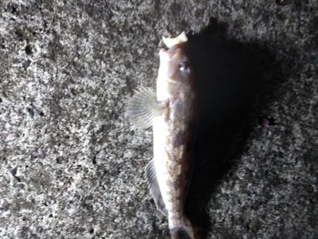 諦めたらアイナメが！