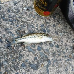 まずまずサイズ