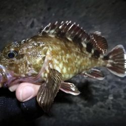南港へち釣行 (2020/02/06 かなり寒い中の南港ヘチ釣り 真チヌ(49cm!)ガシラ 釣果有り)