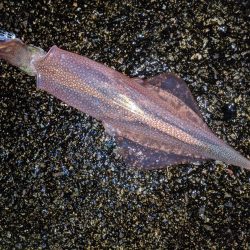 強風の中、再度のツ抜け