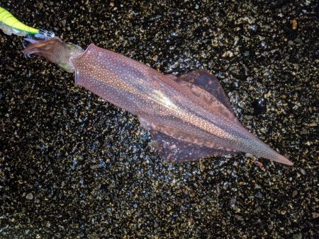 強風の中、再度のツ抜け