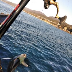 フカセが一番・・面白いです・・