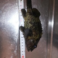 穴釣りでタケノコメバル18cm