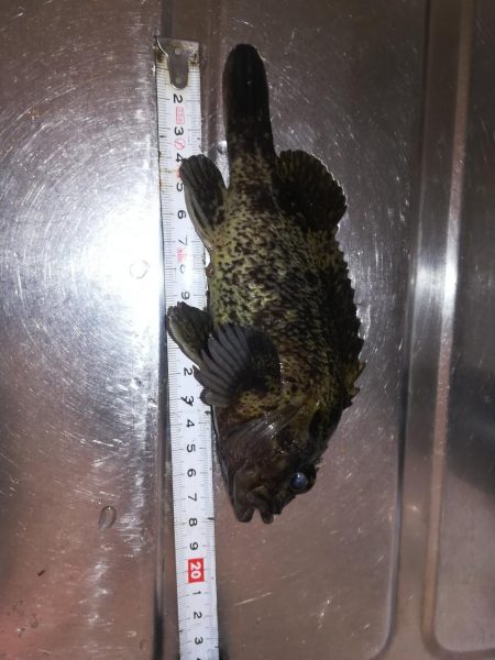 穴釣りでタケノコメバル18cm